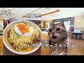 初めてチーズ牛丼を食べた時の話 #猫ミーム #猫マニ