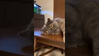 Cat Locking Its Eyes While Laying on a Table