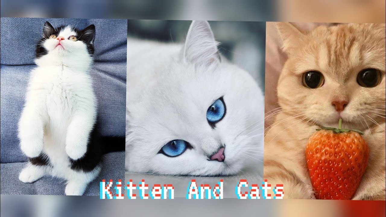 Kitten Compilation 2020. Funny Cats Videos. Love Puppies Videos ♥️