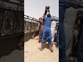 يحاول أوانثاري السيطرة على الجمل الغاضب يحاول أوانثاري السيطرة على الجمل الغاضب