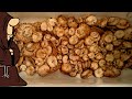 Полный багажник Груздей! Новая волна молодых грибов тихая охота грибы Самарской области / mushrooms