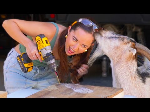 I built a giant seesaw for my baby goats (they were not helpful)