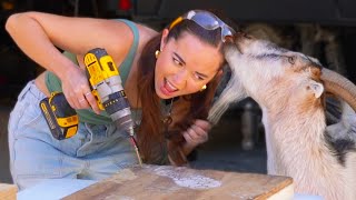 I Built A Giant Seesaw For My Baby Goats They Were Not Helpful