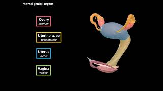 Female Genital System (Internal & External) - Anatomy