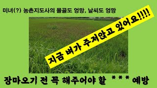 #예천군#벼농사#벼도열병 지금 심상치 않습니다. 벼 잎도열병 주의보! 벼 도열병 예방과 방제