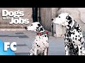 Dogs With Jobs | S5E03: Zoro, Suzy Q &amp; Sven | Full Animal Documentary TV Show | FC