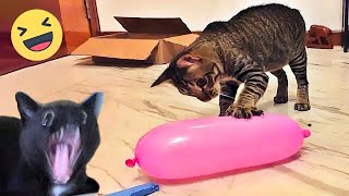 Funny Animals 2024 😺🐶 - New Funniest Cats and Dogs Video