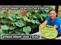 Garden update | बगैचाको पछिल्लो अपडेट र हार्भेस्ट | Gardening Tips & Harvest | NepaliFamilyUK Vlog