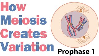 Meiosis: the Engine of Genetic Variation