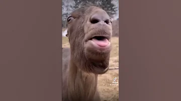 ههههههههه 