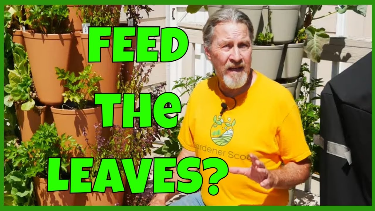 Understanding Foliar Feeding Does It Work YouTube Understanding Foliar Feeding Does It Work YouTube