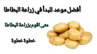 متى تزرع البطاطا |موعد البدء في زراعة البطاطا |خطوة خطوة.