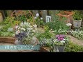 ガーデニングVlog ｜梅雨の庭作り｜簡単で可愛い寄せ植え作り｜ジューンベリーとカモミール の収穫｜梅雨の庭を楽しむ