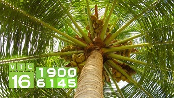 Cách phòng trừ bệnh thối ngọn trên cây dừa I VTC16