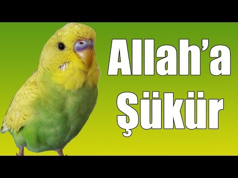 Konuşan Muhabbet Kuşu Allah'a Şükür Şükreden Kuş