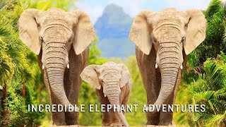The Incredible World of Elephants - Animal world | Exploring the Elephant Kingdom #elephant #animal