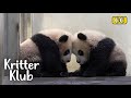 What Keepers Do To Take Care Of Precious Rui and Hui Bao l Kritter Klub