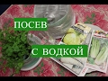 Посев Семян с Водкой. Отличная всхожесть! Сеем сельдерей.