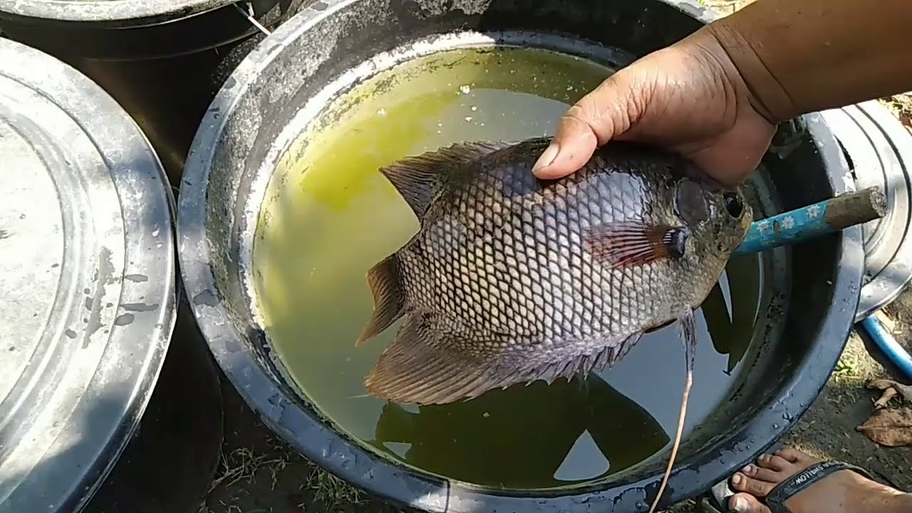 Panen Gurame Di Ember(Fish in a bucket)