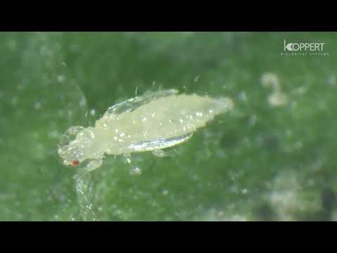 Vidéo: Thrips De Serre Vicieux