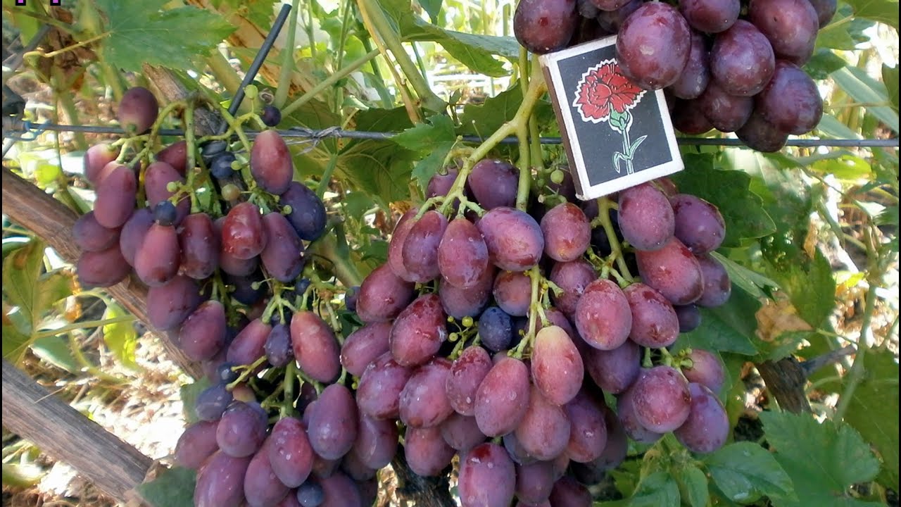 Сорта винограда Видео - YouTube