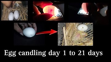 Egg candling // Super Simple way to Candling Eggs Using your Mobile Phone