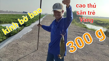 Câu Cá Rô Đồng .gặp cao thủ săn trê Vàng Khủng.@tranchungcuchi