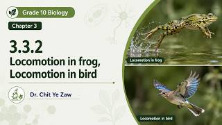 Grade 10 Biology, 3.3.2 Locomotion Frogs, Locomotion in Birds
