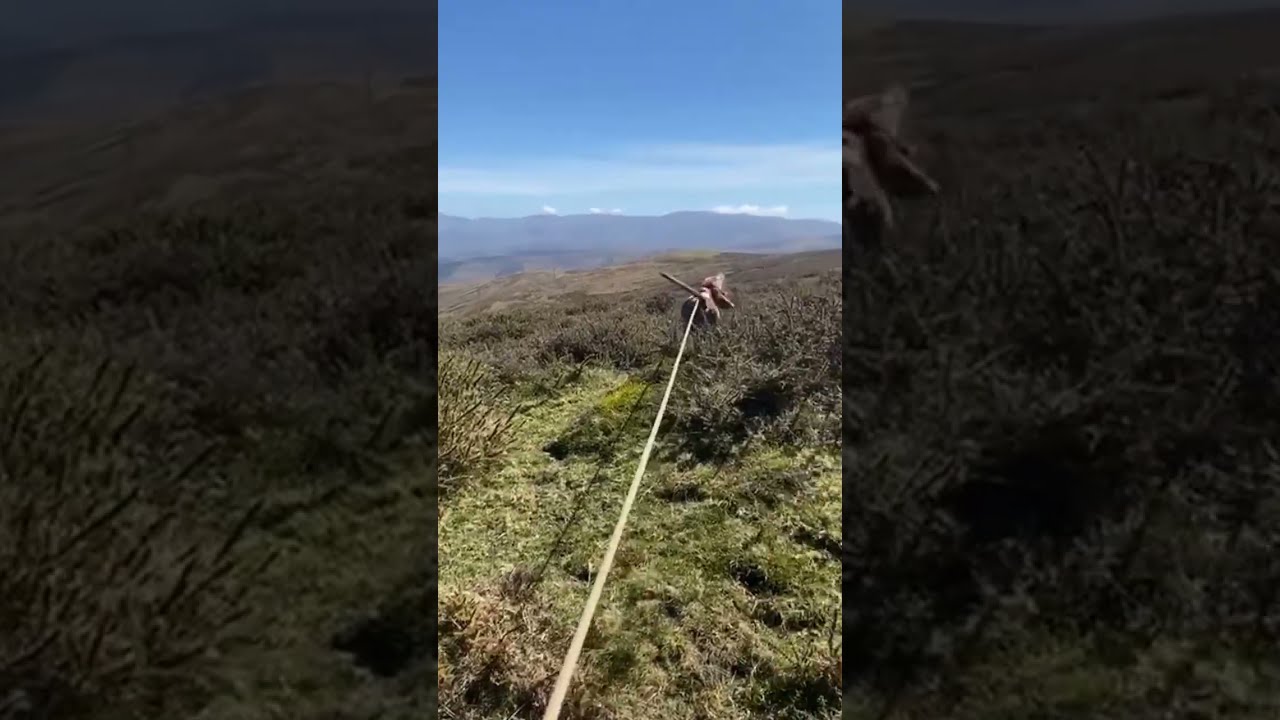 20250330 iara bimba silio