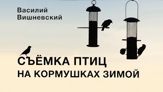 видео: СЪЁМКА ПТИЦ НА КОРМУШКАХ ЗИМОЙ. @fotoparus картинка: СЪЁМКА ПТИЦ НА КОРМУШКАХ ЗИМОЙ. @fotoparus