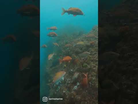 ハナダイや他の魚の魚影も濃い伊東の白根