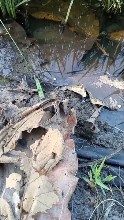 suara bancet kodok sawah