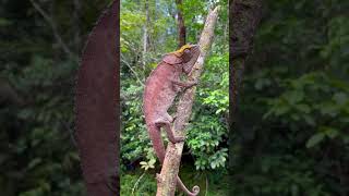 🦖 A real life dinosaur: The hooded chameleon (Calumma cucullatum) from the rainforest of Madagascar