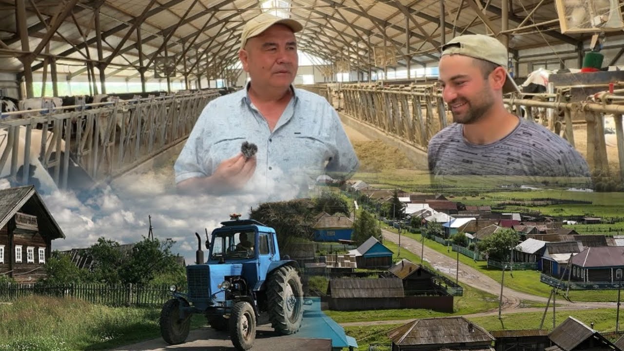 ЧОРВАЧИЛИК/ ТОЖИКИСТОНЛИКЛАР/ 12.500 ТА ГОЛДШТЕЙН/ ФЕРМА БАЙБУЛАТ