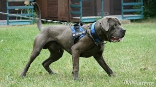 Top 10 Banned Dog Breeds+info (in HD!!!) by Dim Kampra 7,680 views 7 years ago 5 minutes, 48 seconds