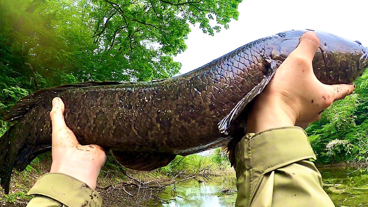 Snakehead Fishing in Japan - YouTube