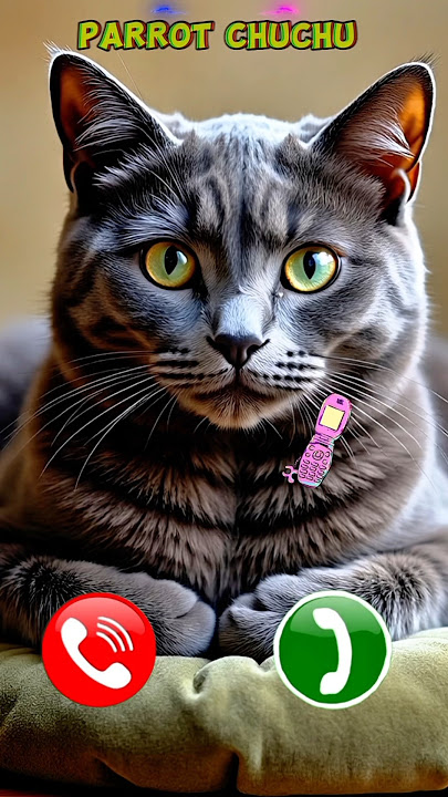 #ringtone #smartphone #music #ringtones #song #ringintone #mobilephoneringtone #cat #incomingcall
