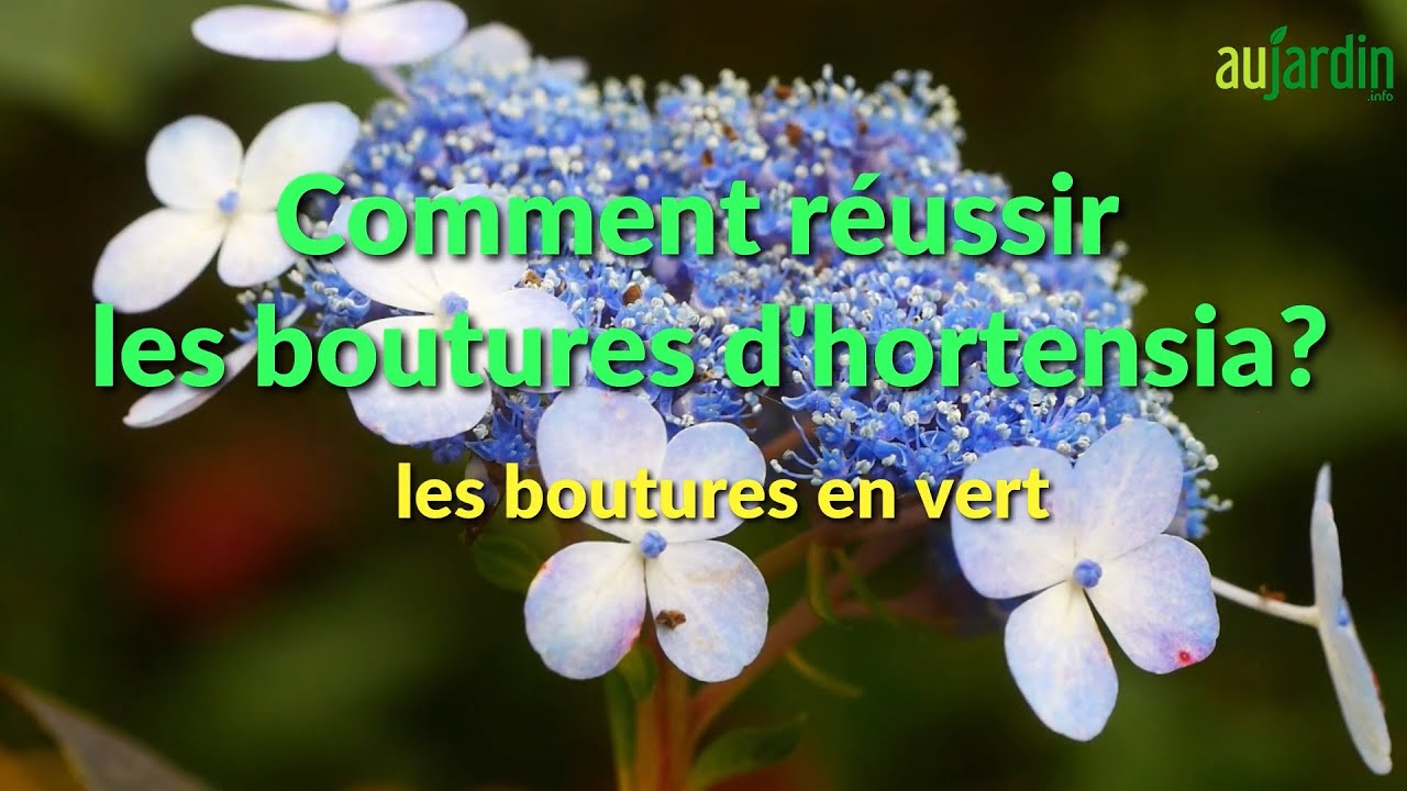 COMMENT BOUTURER l'HORTENSIA ? FACILE et RAPIDE 😃