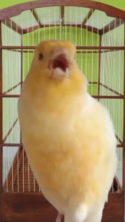 PANCINGAN KENARI MUDA CEPAT BUNYI | CANARY SINGING