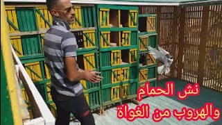 نش الحمام عصارى والهروب من الغاوى اللى بينام😂اضرب💥 خلينى اتوب🤪#التربوووابوحازم