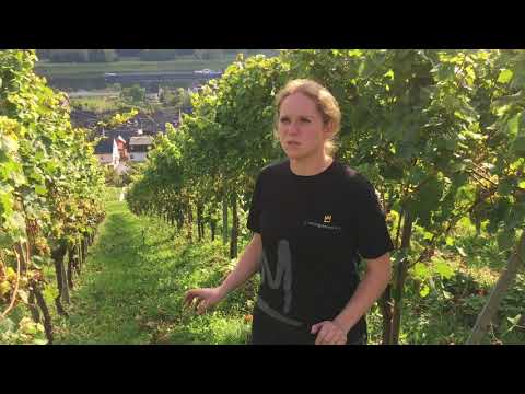 Weinlese im Kreis Cochem-Zell