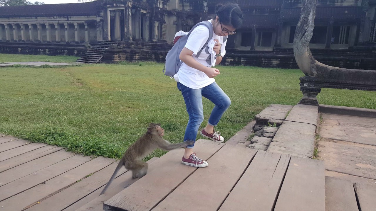 Wild Angkor Wat Monkey attack / scratch tourist Cambodia
