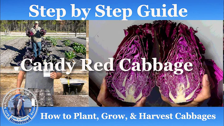 How to Plant, Grow, and Harvest Cabbages