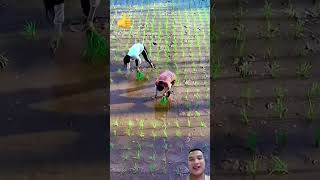 Cấy Lúa Của Người Trung Quốc