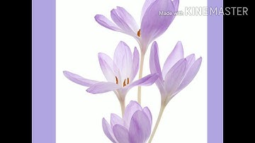 Class II_Maths _Division_  by Ms. Deepti Gupta ( module 10 )