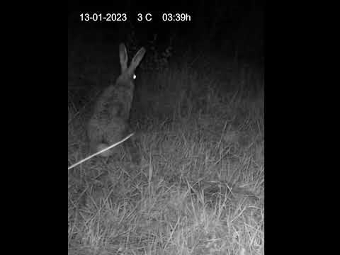 Vídeo: Conill salvatge a la natura: descripció, foto