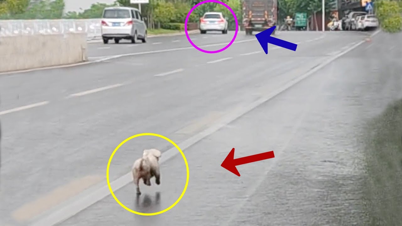 Left in the middle of a crowded street, She tried to run 4km to chase her owner's car in the rain