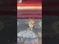 #dog #cute #love#streetdog