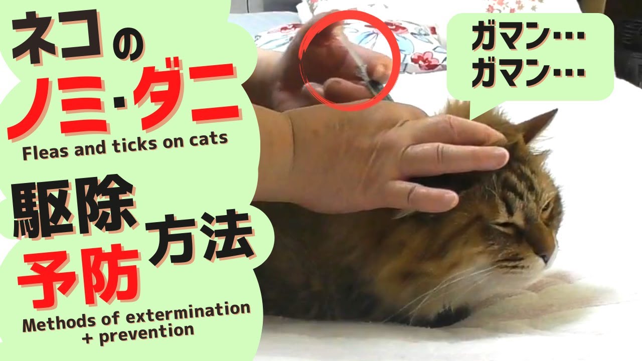 ネコの【ノミ・ダニ予防】と【チェック方法】 Flea and tick prevention for cats and how to ...