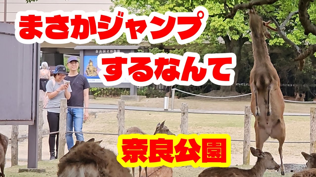 5月20日突然奈良公園の鹿さんが大ジャンプ！外国人観光客もビックリ